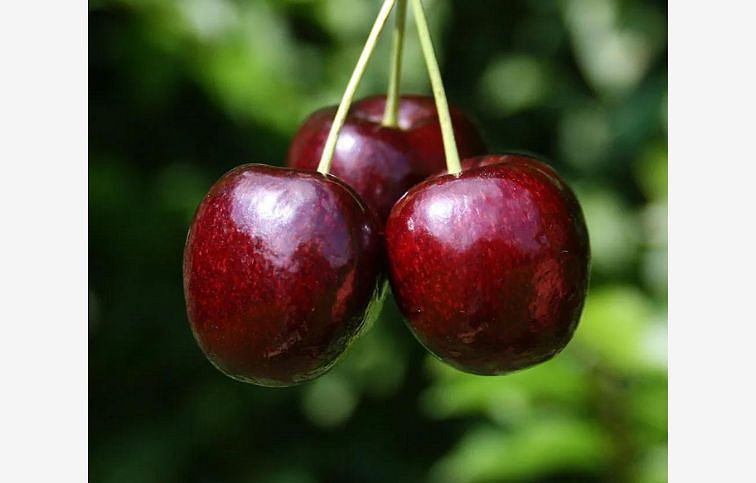 Čerešňa Lapins na cca 100-120cm kmeni, výška 140-160cm, obv. km. 6-8cm, kont. 10 l