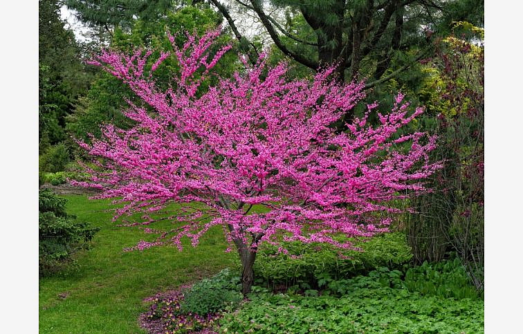 Judášovec kanadský Merlot 200-220cm, kont. 25 l