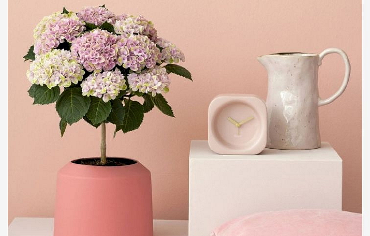 Hortenzia kalinolistá Magical Revolution Pink na kmienku 30-40cm, kont. p14