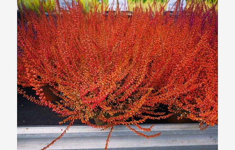 Vres Garden Girls farbený oranžový, kont. p11