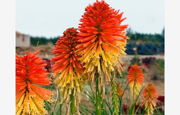 Fakľovka aloovitá Poco Daybreak - Kniphofia uvaria, kont. 0,5 l