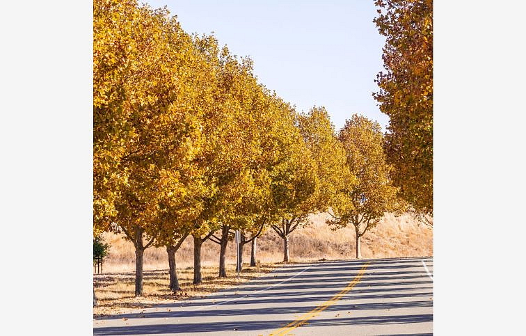 Platan javorolistý na kmienku 300-400 cm, obvod kmeňa 12-14 cm, kont. 35-45 l
