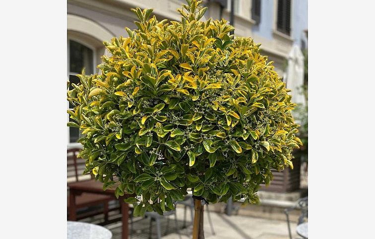 Bršlen japonský AUREA na kmienku, výška 60-80 cm, kont. 7-9 l