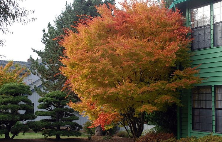 Javor dlaňovitolistý SANGOKAKU 100-150 cm, kont. 7,5 l