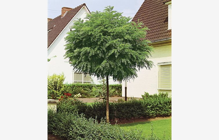 Agát biely Umbraculifera na 200-220cm kmeni, výška 280-320cm, obvod kmeňa 12-14cm, C55 l
