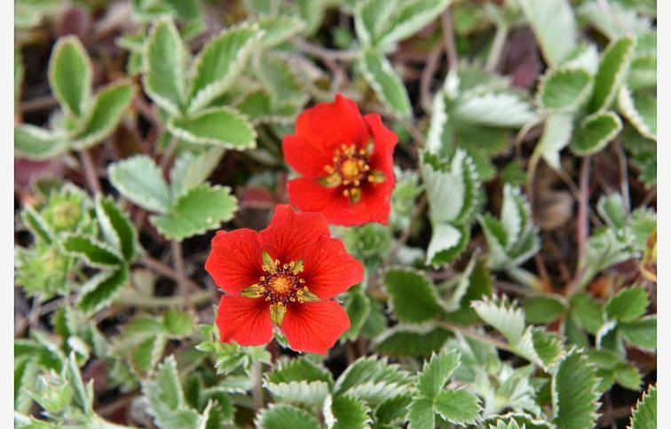 Nátržník tmavočervený Red - Potentilla atrosanguinea, kont. 1 l