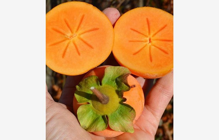 Hurmikaki Jiro 70-120 cm, kont. 2 l