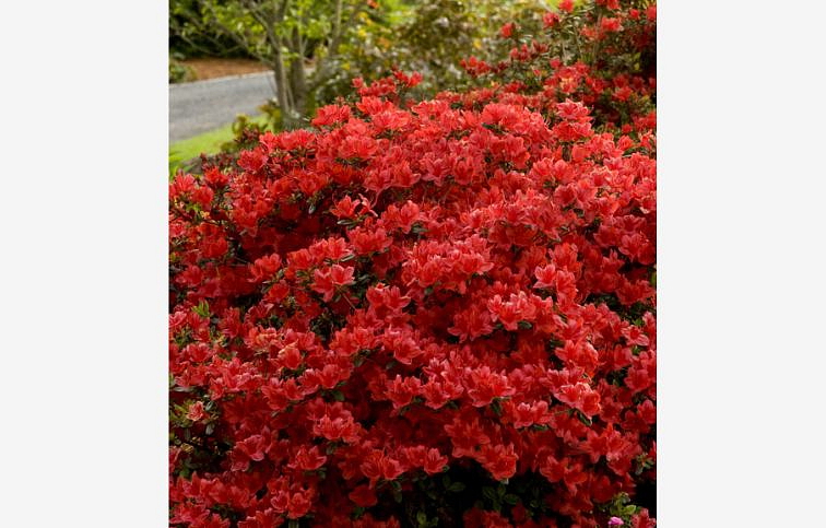 Azalka japonská Hot Shot Variegated 40-50 cm, kont. 5 l