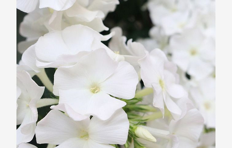 Flox metlinatý Flame Pro White - Phlox paniculata, kont. 1 l