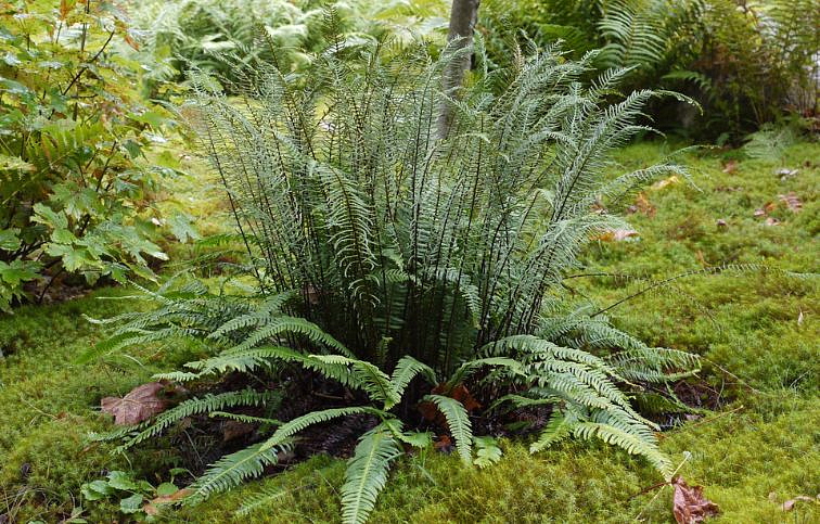 Rebrovka rôznolistá - Blechnum spicant, kont. p17