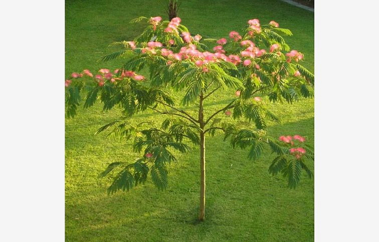 Albízia Julibrissin OMBRELLA BOUBRI 100-120 cm, kríková, kont. 9-10 l