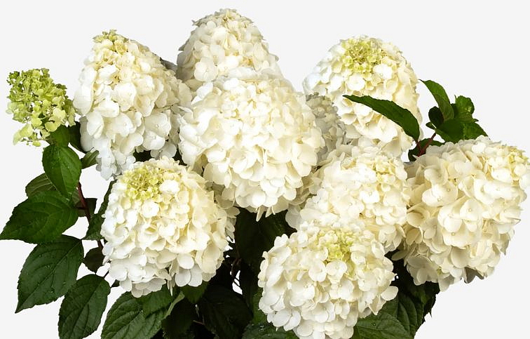 Hortenzia metlinatá Mont Blanc na kmienku 60-70cm, kont. 3 l