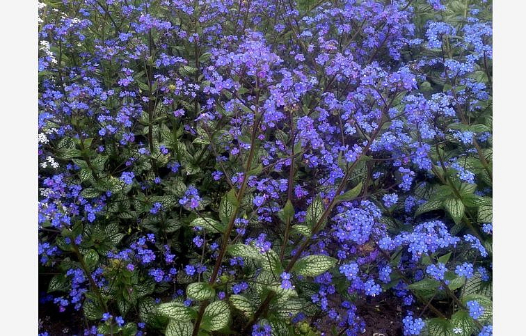 Brunera veľkolistá Sea Heart - Brunnera, kont. 1 l