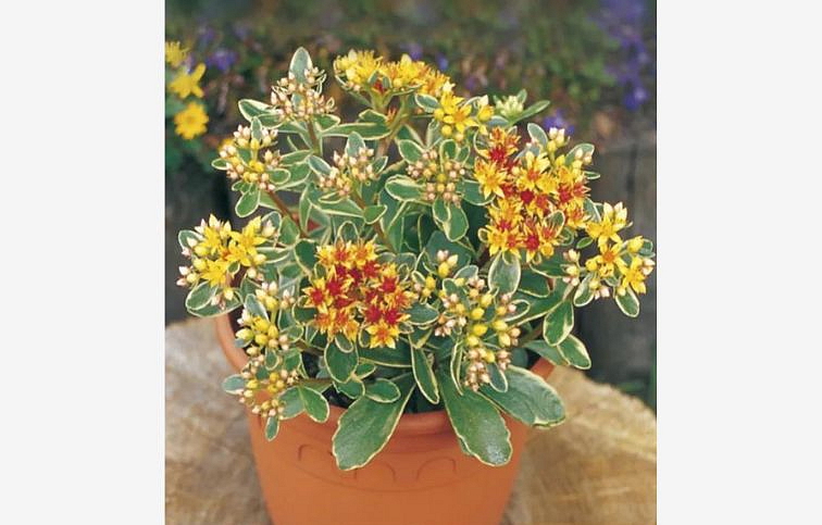Rozchodník kamčatský Variegatum - Sedum kamtschaticum, kont. 0,5 l