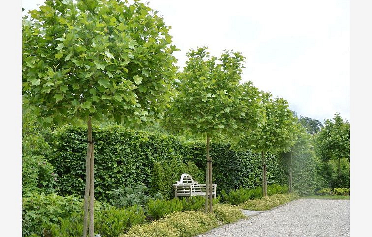 Platan javorolistý Alphens Globe na 200-220cm kmeni, v. 250-280cm, obv. kmeňa 8-10cm C30 l