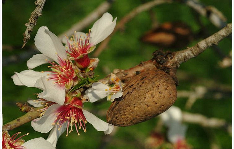 Mandľovník na kmienku 180-220cm, obvod kmeňa 8-10cm, kont. 10 l