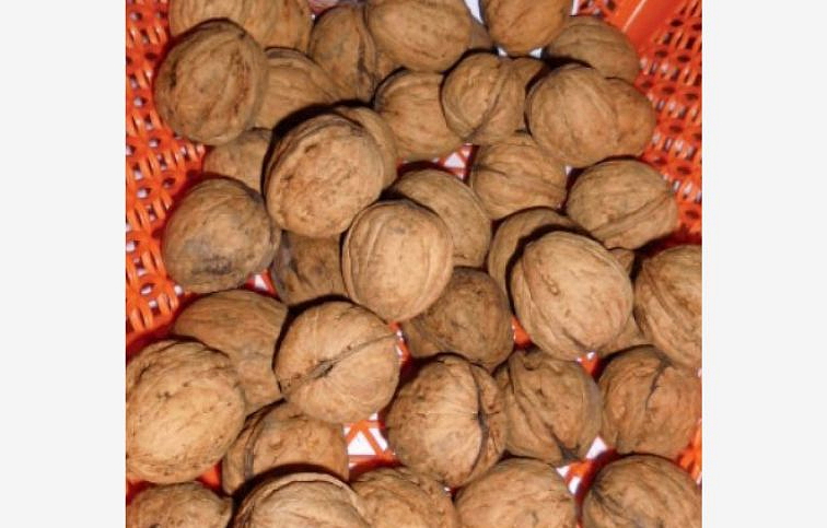 Orech kráľovský Apollo 60-90 cm, kont. 6 l