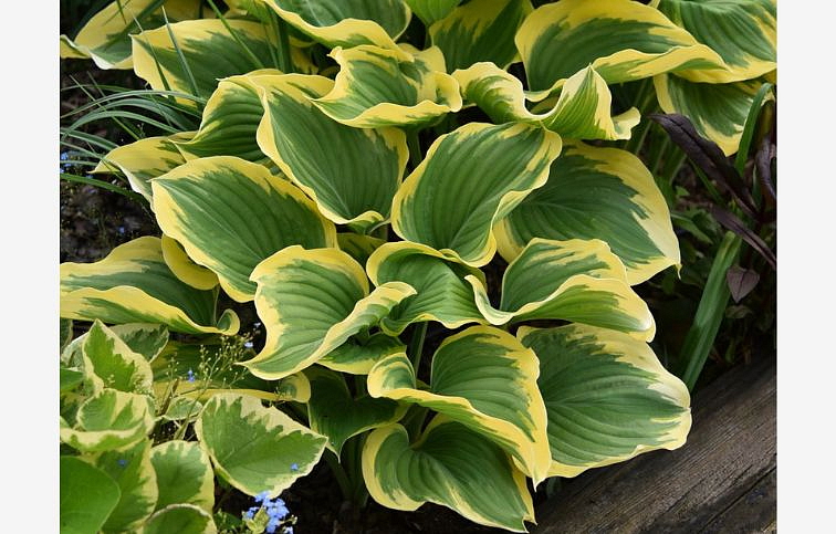 Hosta Liberty - Funkia, kont. 1 l