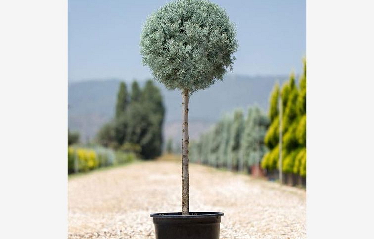 Cyprus arizónsky FASTIGIATA na kmienku 70-80cm, kont. 7 l