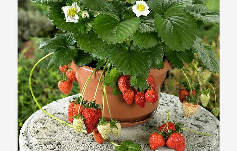 Jahoda previsnutá stálerodiaca Beltran - Fragaria, kont. 0,5 l