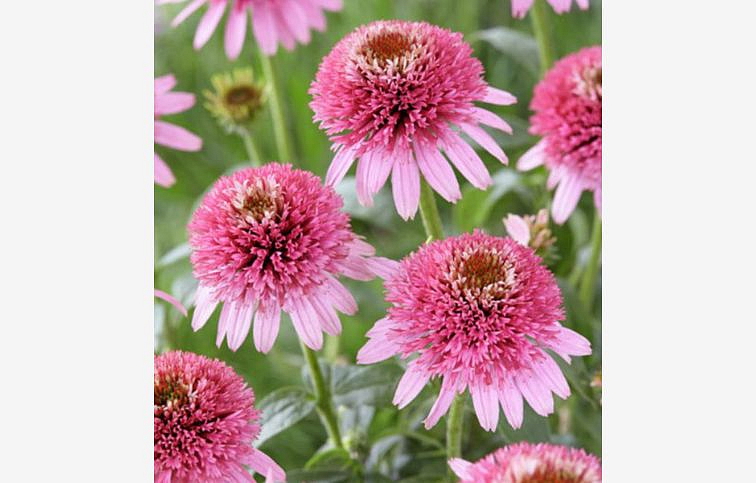 Echinacea purpurová Butterfly Kisses, kont. 1 l