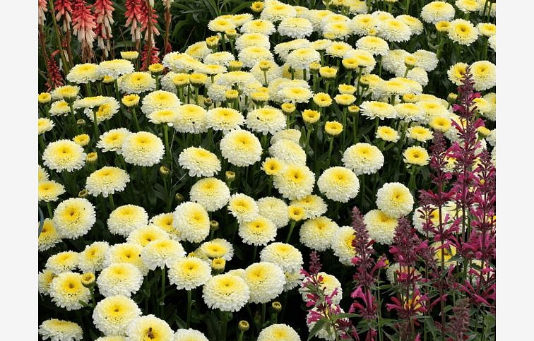 Margaréta Luna - Leucanthemum, kont. 0,5 l