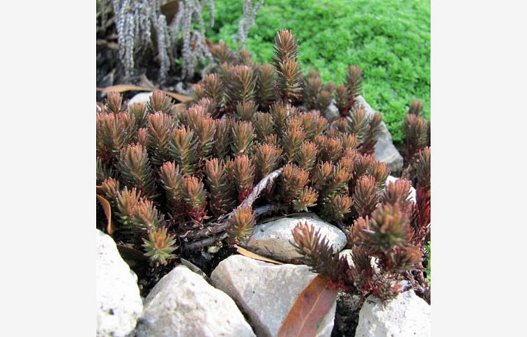 Rozchodník skalný Chocolate Ball - Sedum hakonense, kont. 0,5 l