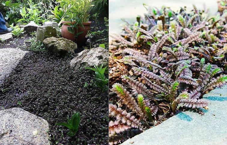 Machovec Platts Black - Leptinella, kont. 0,5 l