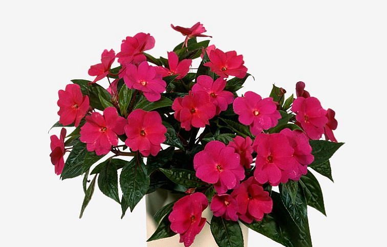 Netýkavka Nová Guinea Papete - Impatiens, kont. 0,7 l