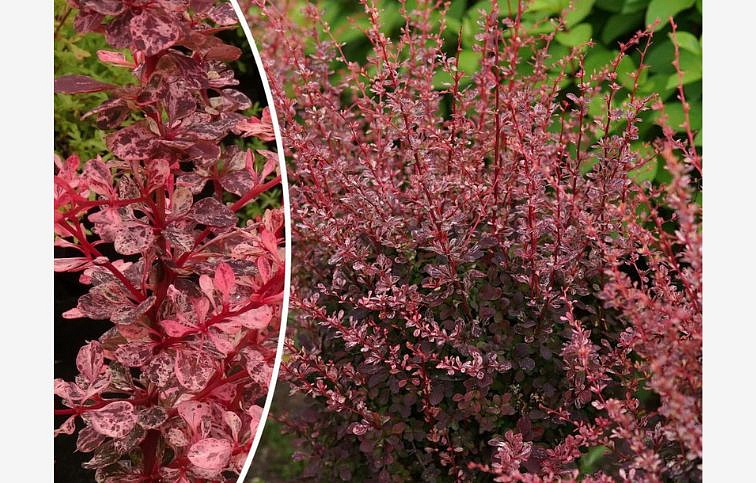 Dráč Thunbergov Flamingo 30-50cm, kont. 2 l