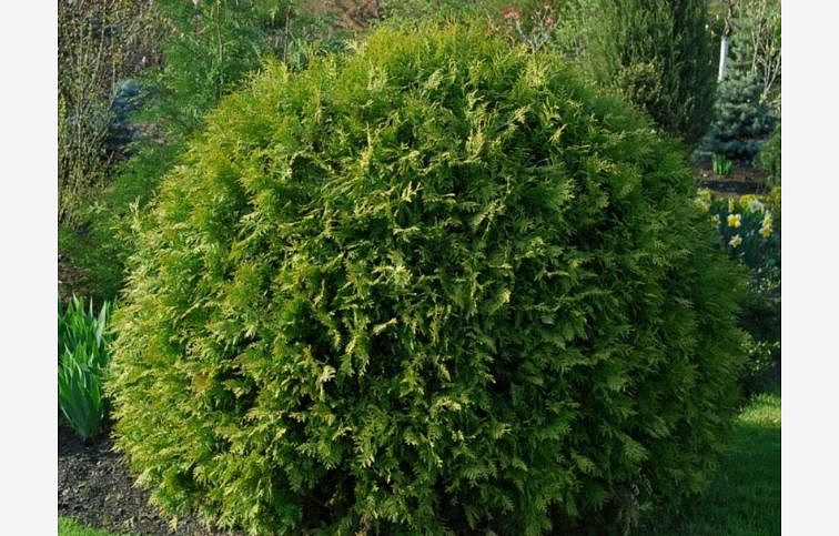 Tuja západná Globosa 10-20cm - Thuja occidentalis kont. 2 l
