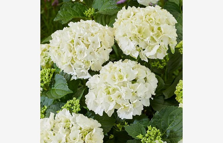 Hortenzia kalinolistá biela cca 30cm, kont. p14