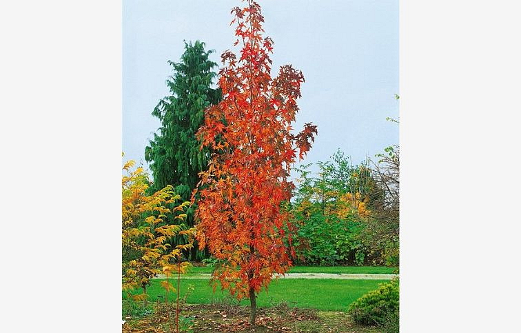 Ambrovník styraxový Slender Sillhouette 200-250 cm, kont. 20 l