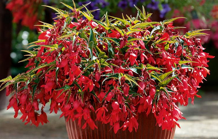 Begónia Summer Wings Deep Red, kont. 0,7 l