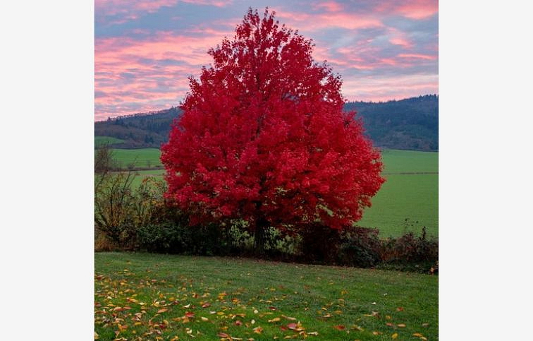 Javor freemanov Jefferson Red na kmienku 250-320cm, obvod kmeňa 6-8cm, kont. 30 l
