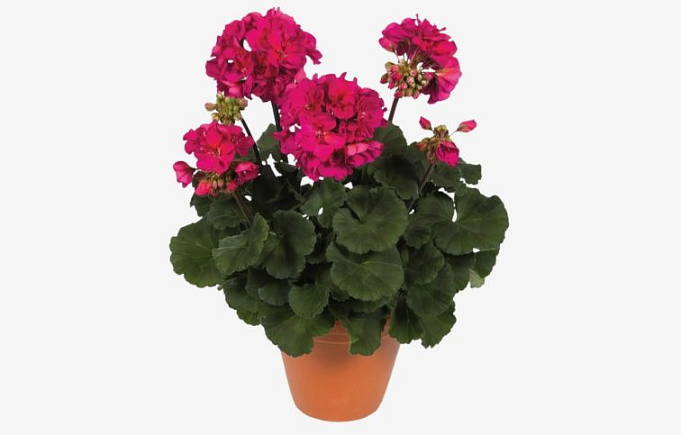 Muškát vzpriamený Neona - Pelargonium, kont. 0,7 l