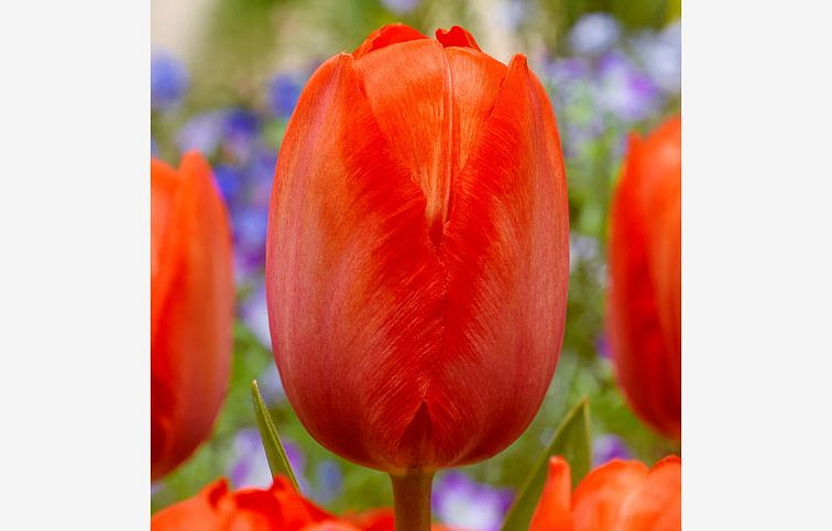 Tulipán Orange van Eijk 3 ks v kont. 0,5 l