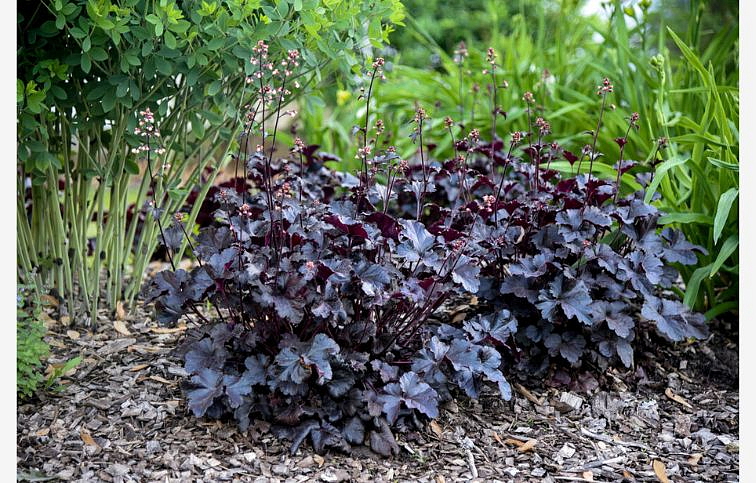 Heuchera Primo Black Pearl, kont. 0,5 l