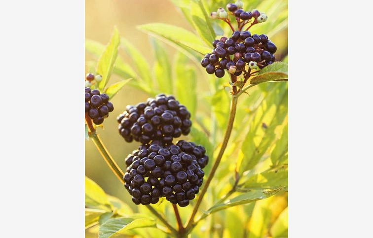 Baza čierna Golden Tower 10-20 cm, kont. 2 l