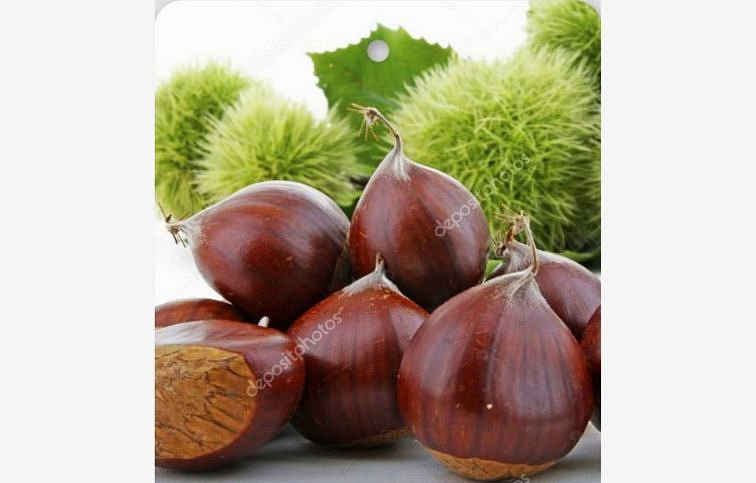 Gaštan jedlý Bouche de Betizac, semenáč, 120-140 cm , kont. 6 l