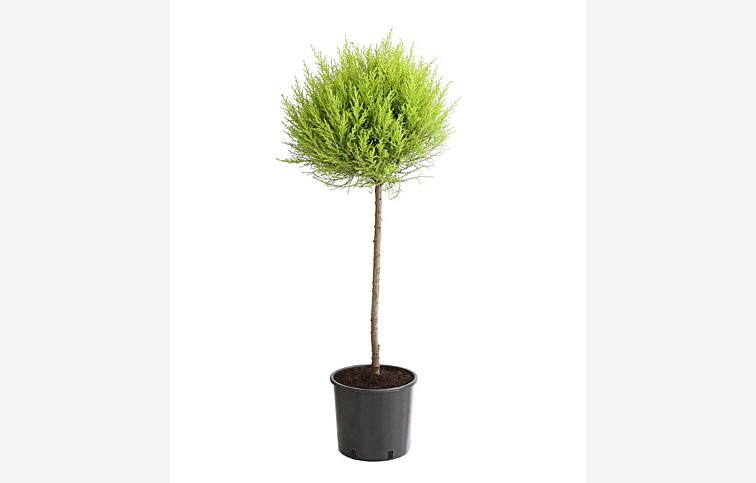 Cyprus Goldcrest Wilma na kmienku 60-75cm, kont. p14