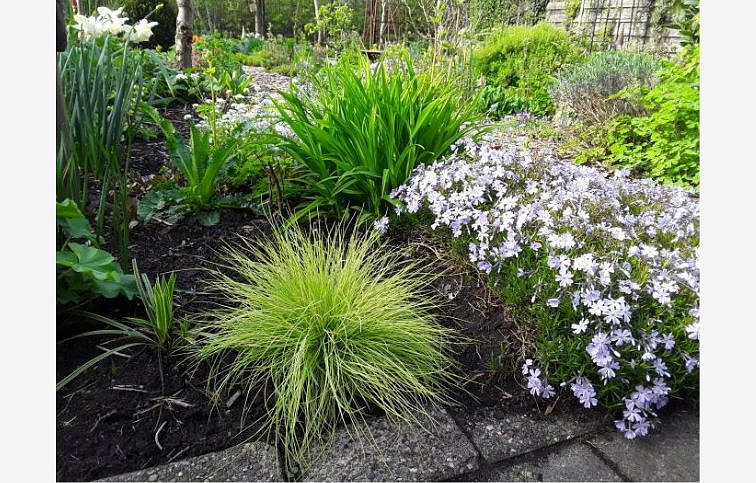 Kostrava sivá Amigold - Festuca glauca, kont. p10,5