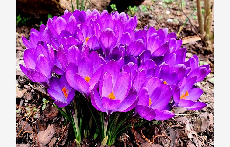 Krokus Ruby Giant 3 ks v kont. 0,5 l