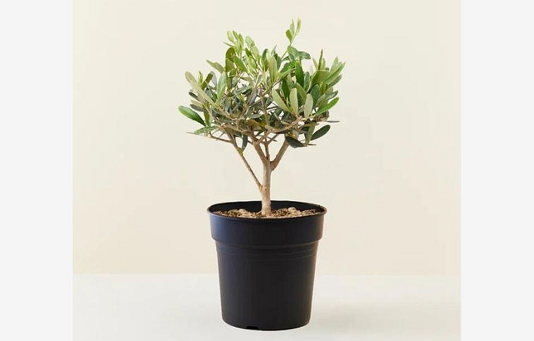 Olivovník európsky na mini kmienku, výška 20-30 cm, kont. p12