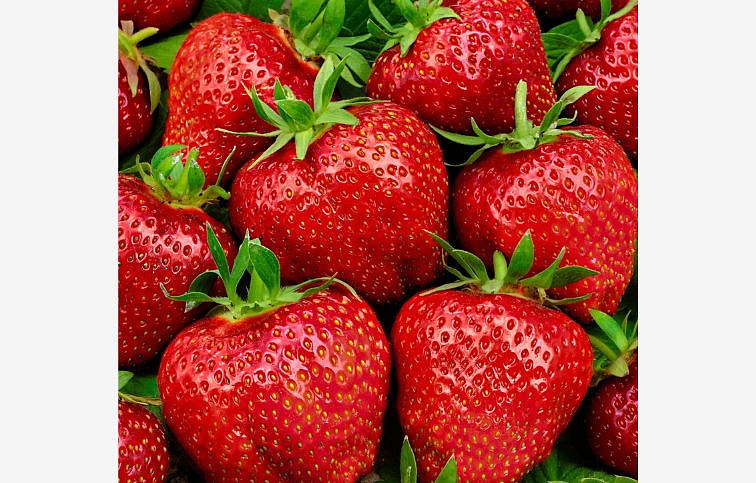 Jahoda Elsanta, multiplato 10 ks