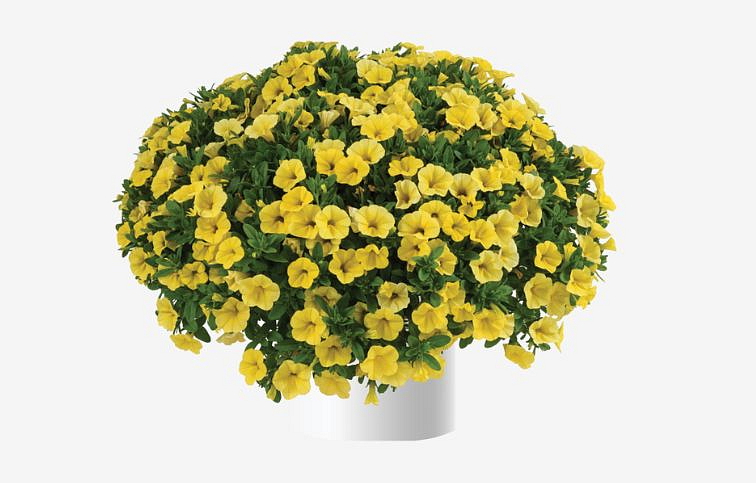 Minipetúnia Million Bells Colibri Yellow Canary - Calibrachoa, kont. 0,5 l