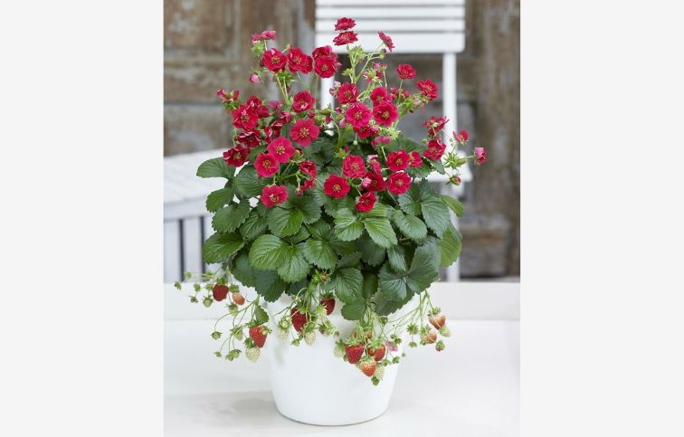 Jahoda previsnutá stálerodiaca Summer Breeze Rose - Fragaria, kont. 0,5 l