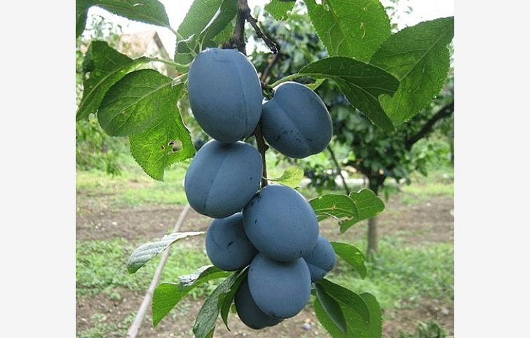 Slivka Čačanská lepotica, podp. Alycza, voľnok.