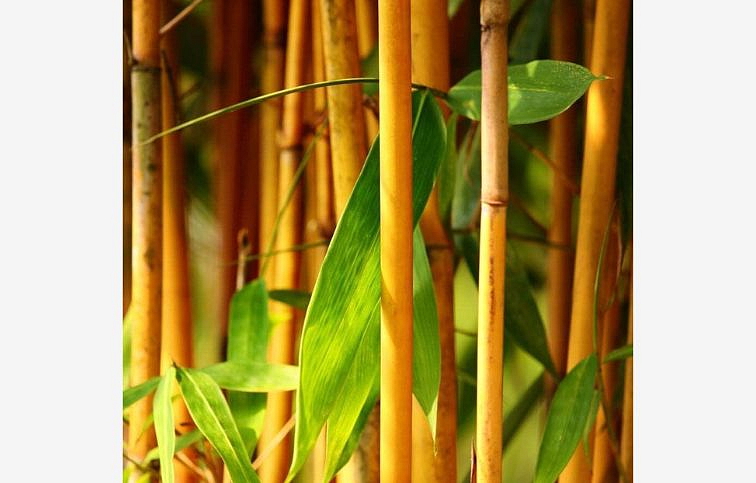 Bambus PHYLL. Aurea 160-200cm, kont. 18 l