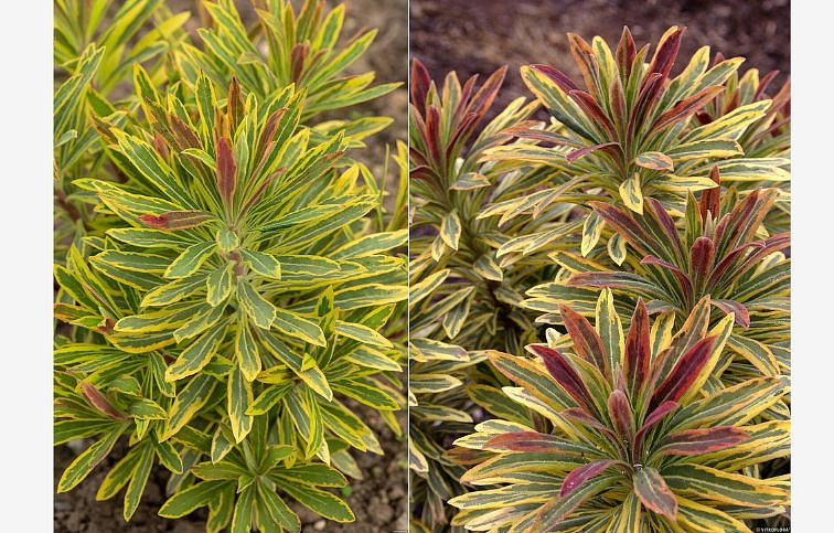 Mliečnik Ascot Rainbow - Euphorbia, kont. 0,5 l